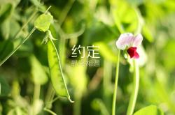开云体育中国-北欧风暴席卷绿茵，2026世界杯G组挪威绝杀美国，托纳利演绎中场大师课