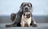 开云体育官网-孤星闪耀，2026世界杯A组生死战，哥伦比亚绝杀印度，贝林厄姆一人改写命运
