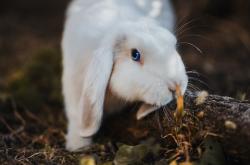 开云sport-节奏如铁骑，防线似音符，克莱如何引领新疆队击穿深圳防线