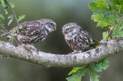 开云体育官网-神之一脚！友谊赛变生死战，新西兰绝境爆冷勒沃库森，弗拉霍维奇封神夜诞生