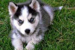 开云体育中国-门神的幽灵，当库尔图瓦的阴影笼罩德甲争冠夜