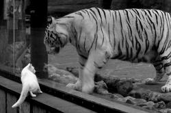 开云体育登录-巴尔韦德与伊拉克，一曲决定胜负的交响