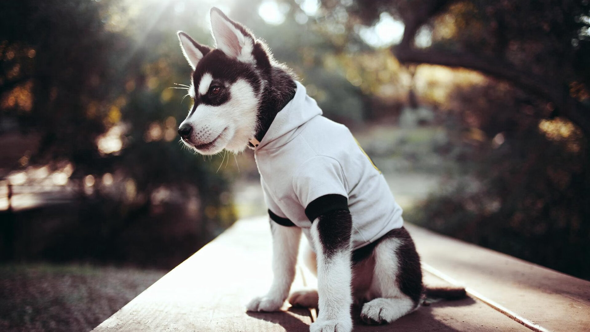 冰火碰撞，特奥的节奏掌控与卡塔尔的狭路相逢