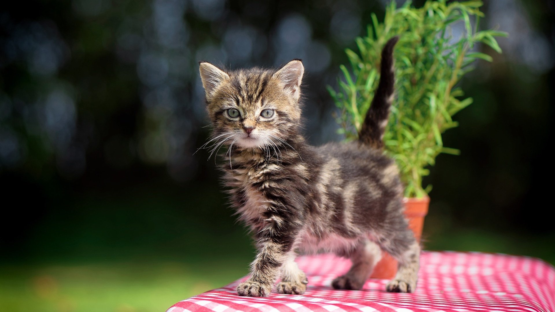 德罗赞双重赛道，从NBA加时鏖战到F1冠军领奖台的终极接管