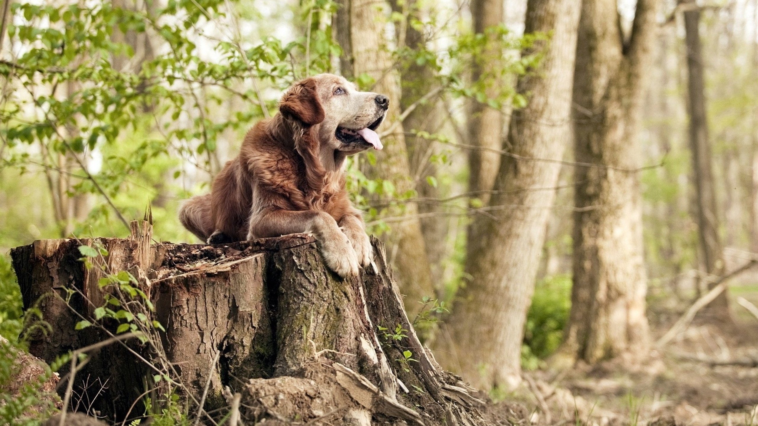 当篮球巨星踏入足球圣殿，美加墨世界杯之夜的布克统治全场