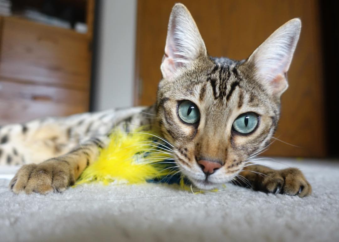 选项（任选其一）