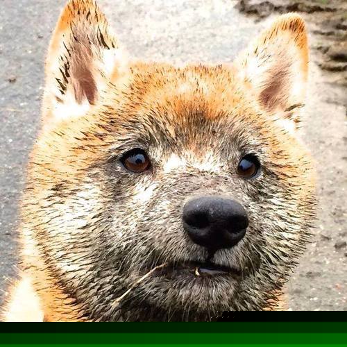 暗夜刺客与钢铁绞索，利拉德绝命三分刺穿步行者窒息防守