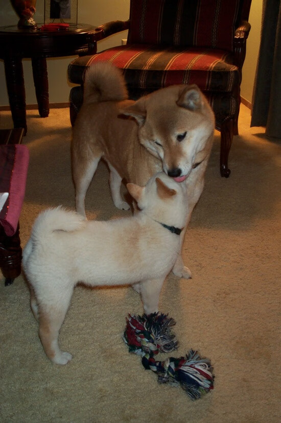 枫叶防线，加拿大如何以巴萨之盾阿劳霍为教科书压制雷恩