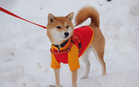 火箭如何单节击溃猛龙？切特·霍姆格伦，看我穿针引线！