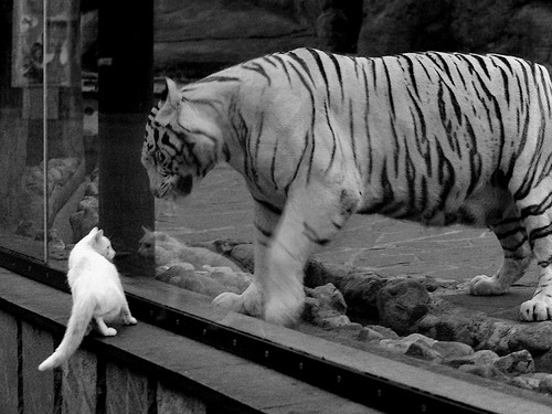 巴尔韦德与伊拉克，一曲决定胜负的交响