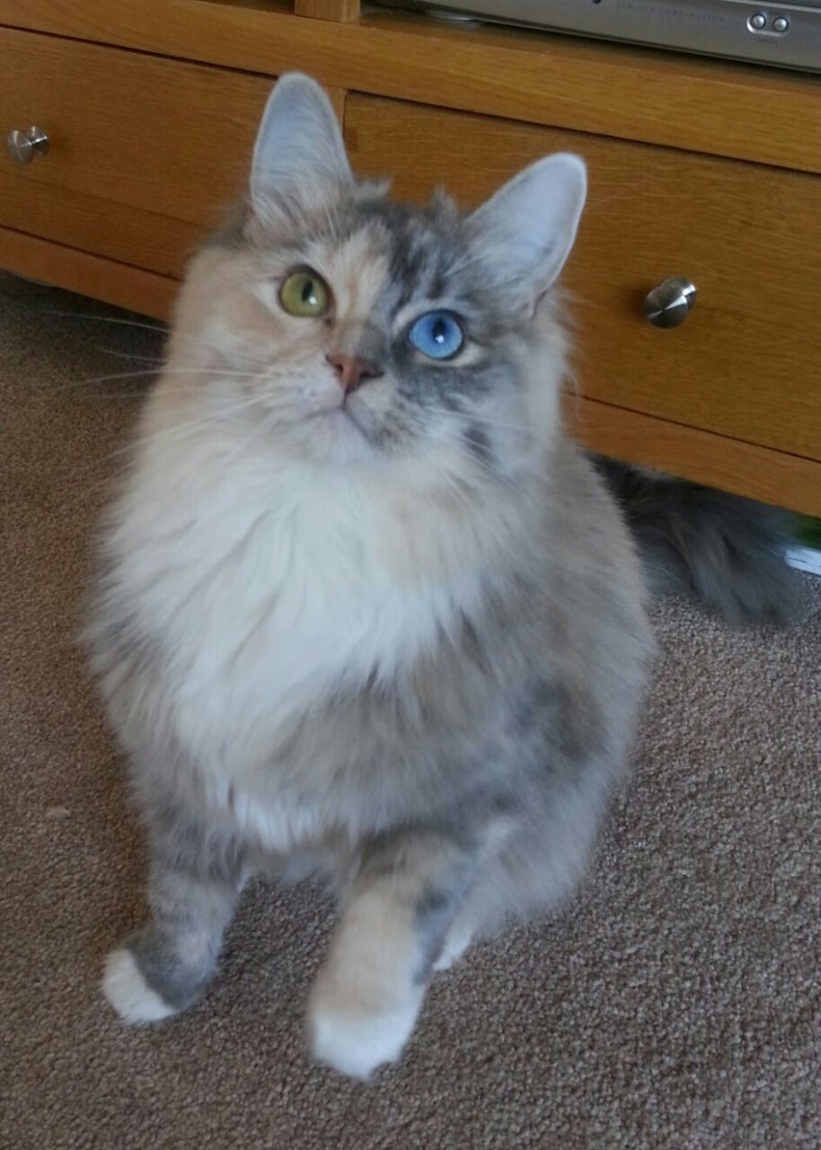 节奏的博弈,从尼日利亚节奏的围困到阿克节奏的破局—论现代足球的核心掌控力