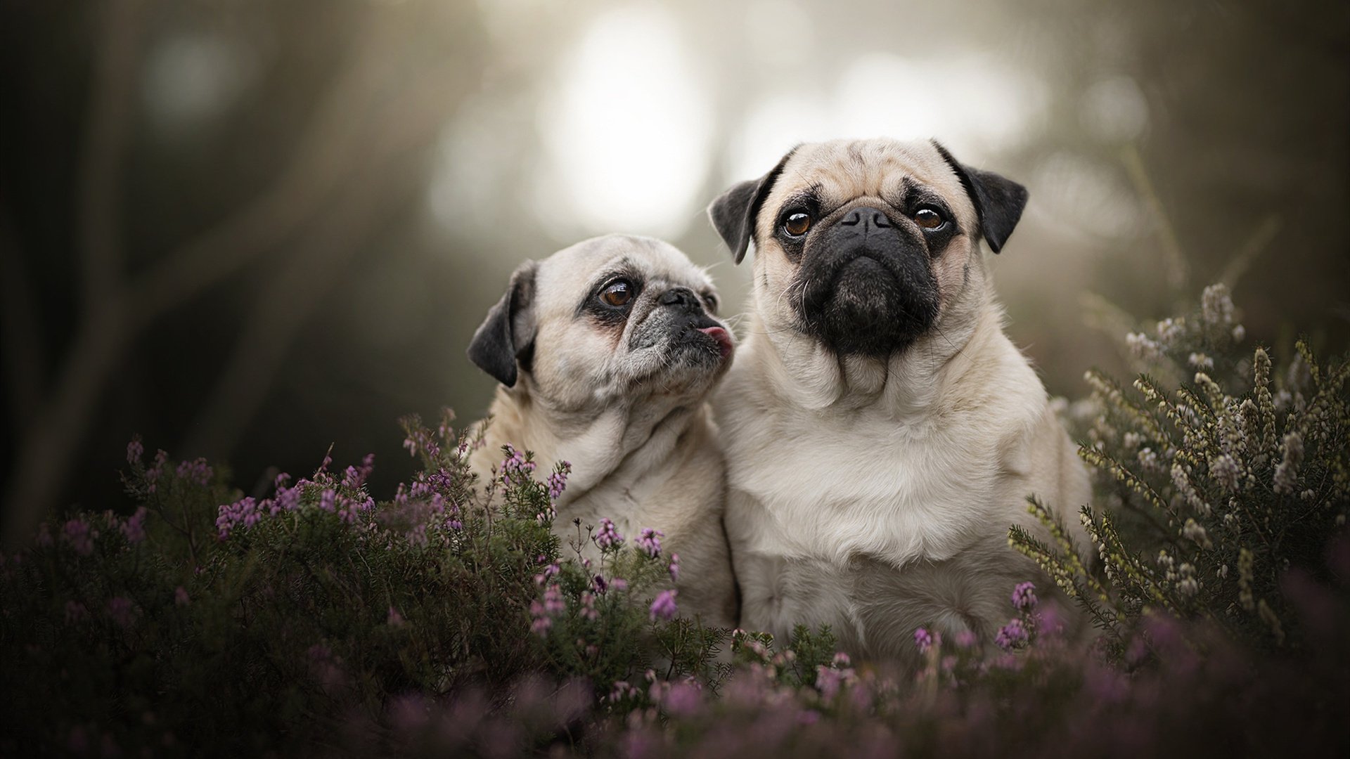 虚拟经典，当格纳布里爆发刺破三狮军团，葡萄牙如何完成致命一击