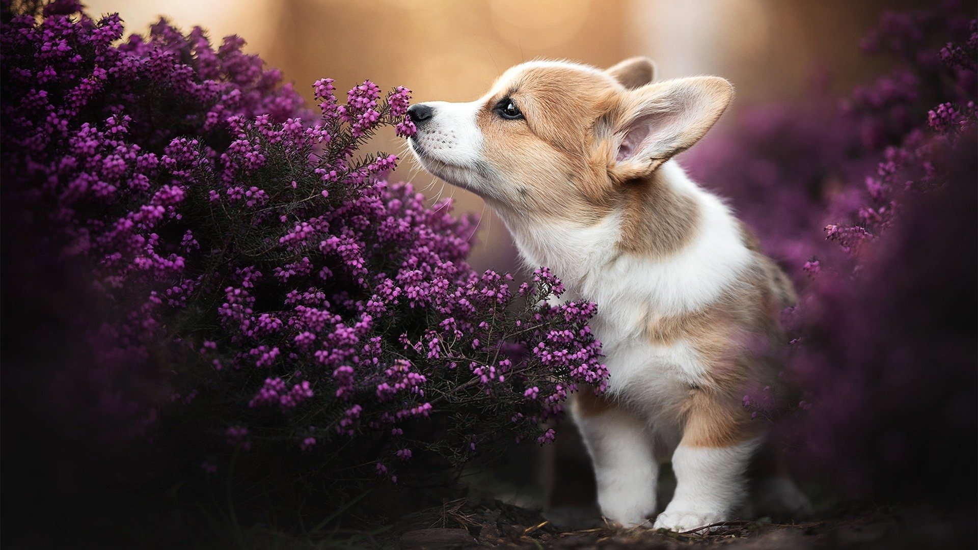 绝境逆袭！小贾伦补篮绝杀续写热火传奇
