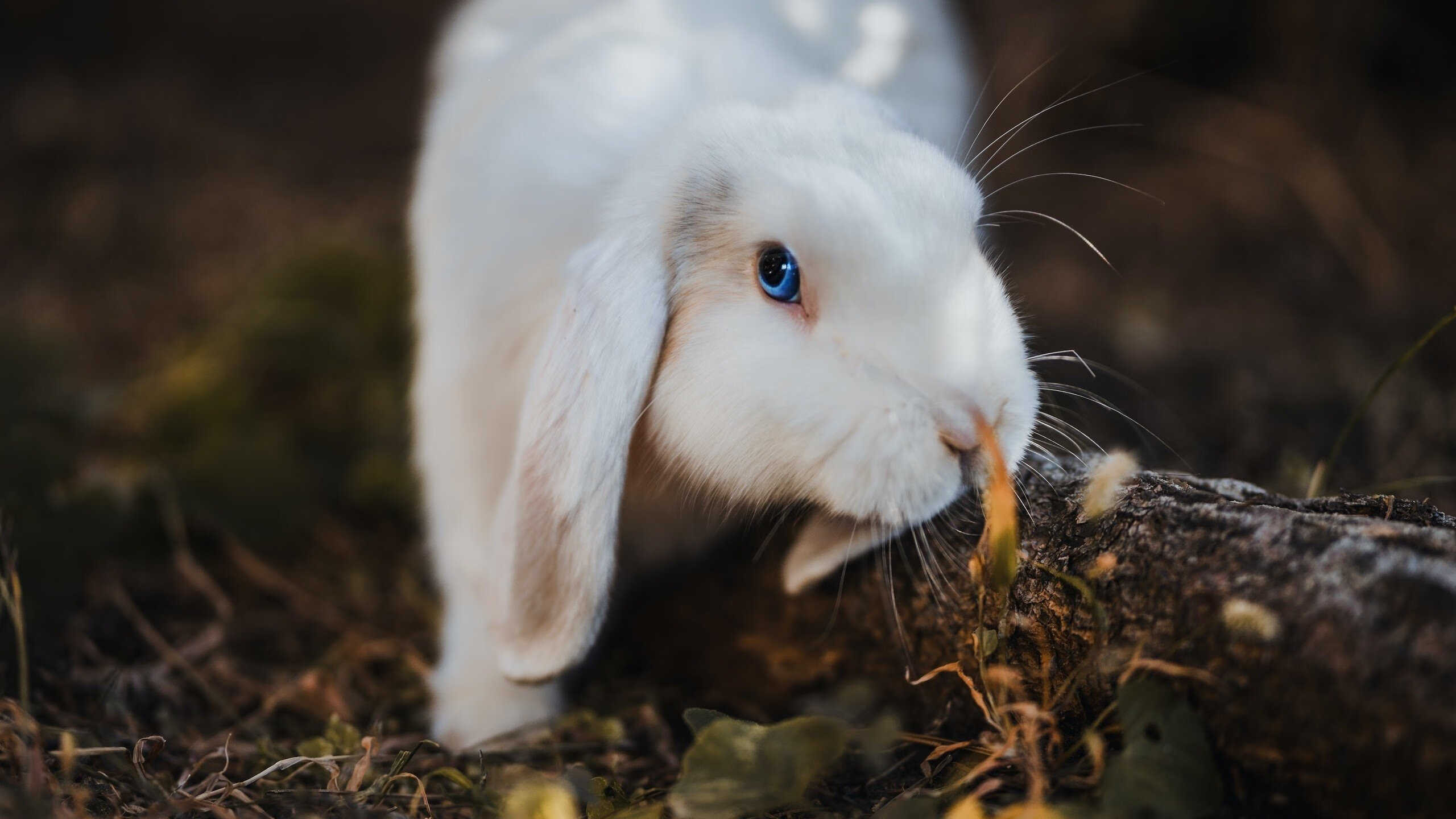 绝境双雄，当步行者鏖战浙江，马克西于欧冠接管—论赢家基因的隔空对话