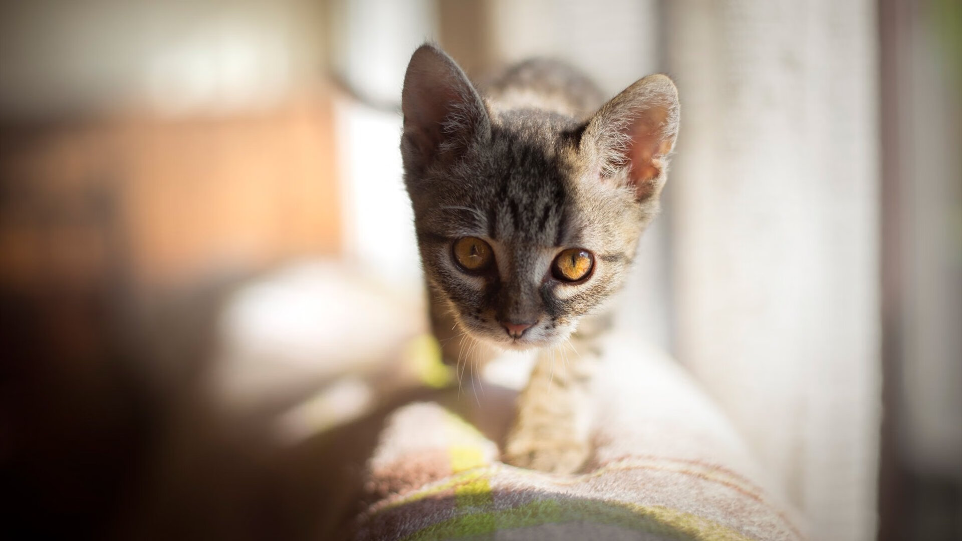 跨界唯一战,黄蜂血拼深圳队之夜,西亚卡姆F1揭幕战传奇接管